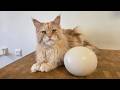 Buster Finds A Giant Egg And Bakes A Cake