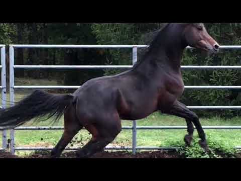 Modelo El Estopa Arabian Stallion by ZT Marwteyn x Om El Elegance by Sanadik El Shaklan