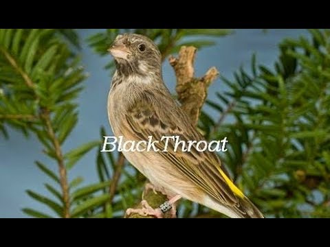 download lagu mp3 mp4 Suara Blackthroat Untuk Masteran Kenari Durasi Panjang, download lagu Suara Blackthroat Untuk Masteran Kenari Durasi Panjang gratis, unduh video klip Suara Blackthroat Untuk Masteran Kenari Durasi Panjang