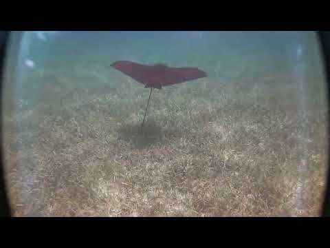 Video thumbnail — Spotted Eagle Ray and Nurse Shark Rowan Byrne Marine Biologist May 2024