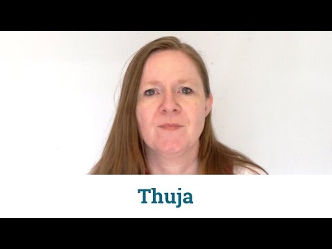 Thuja Homöopathie: Anwendung & Wirkung