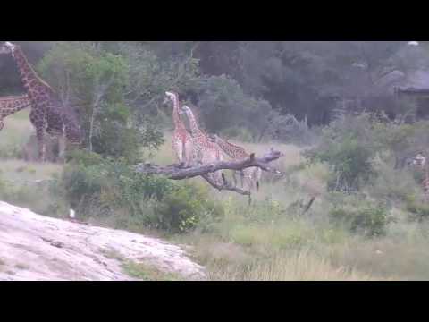 March 25, 2017- 8 Giraffes meander down to the Djuma Waterhole