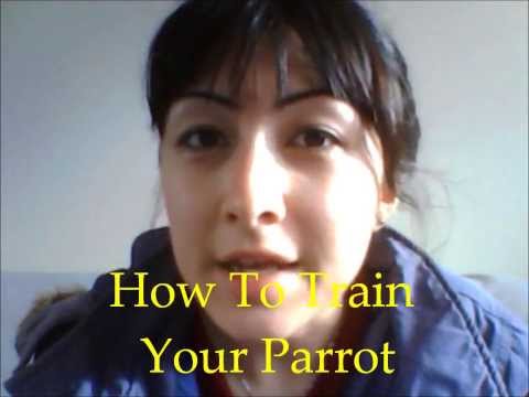 How To Train Your Parrot: What Not To Wear
