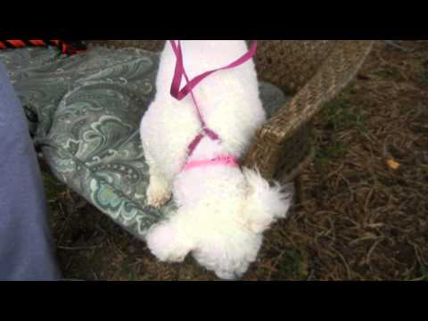 Josie, an adopted Poodle & Bichon Frise Mix in Houston, TX_image-1