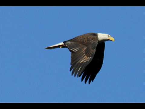 ΕΓΩ ΓΕΝΝΗΘΗΚΑ ΑΕΤΟΣ - ΑΝΤΩΝΗΣ ΡΕΜΟΣ