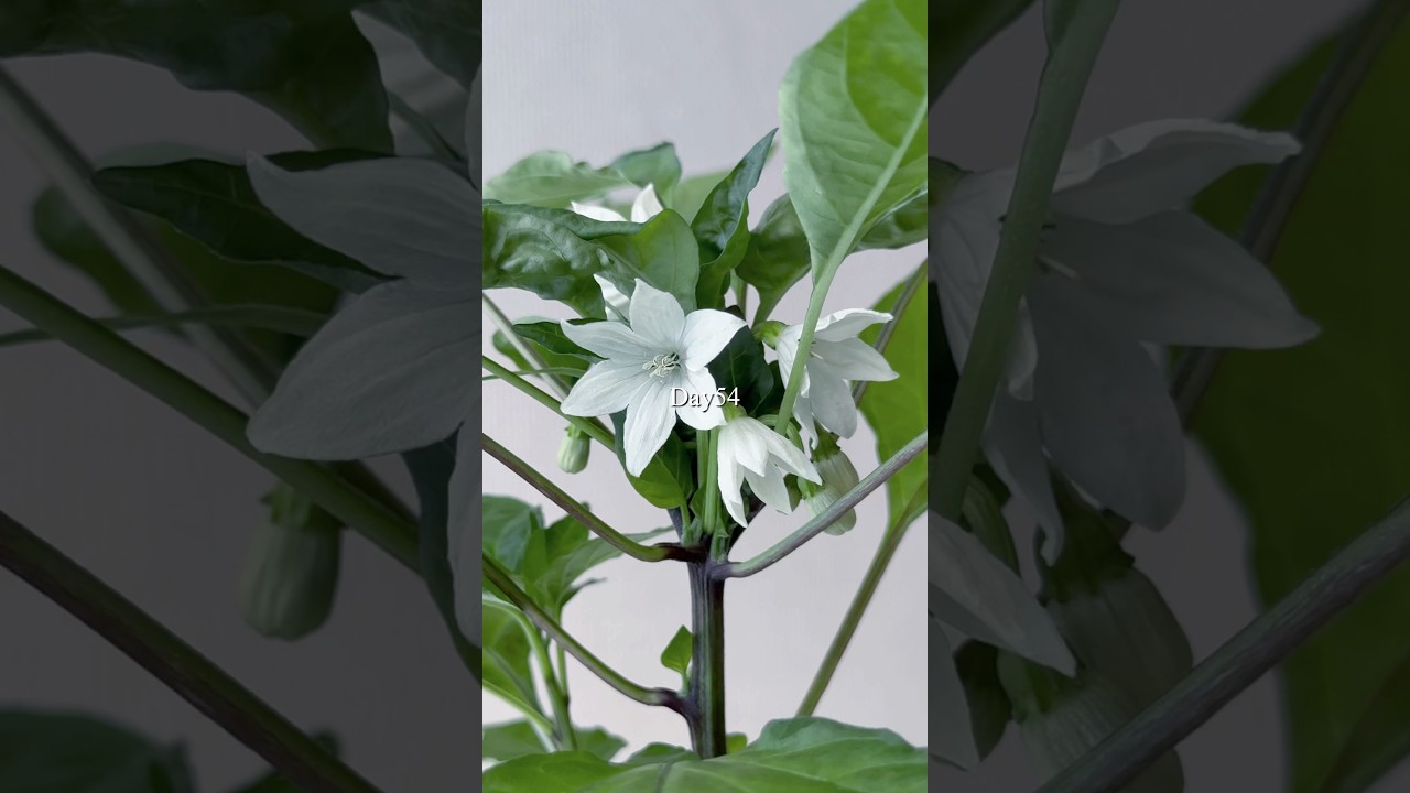 【DAISO】鷹の爪を育ててみた　1日目〜148日目