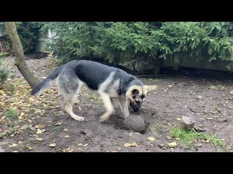 Східно-європейська вівчарка  Восточноевропейские овчарки / Любовные игры /East European Shepherd