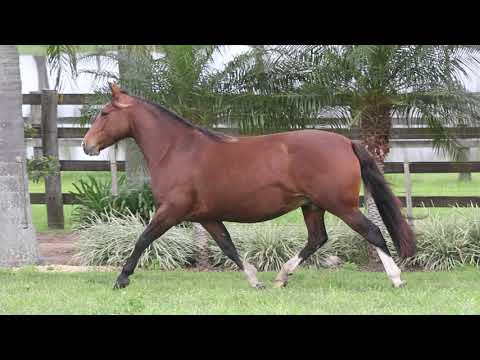 Lote 11 RZ GRANADA DA CARAPUÇA