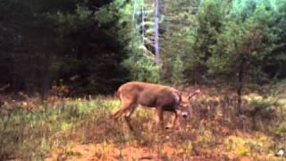 The Sawmill Buck