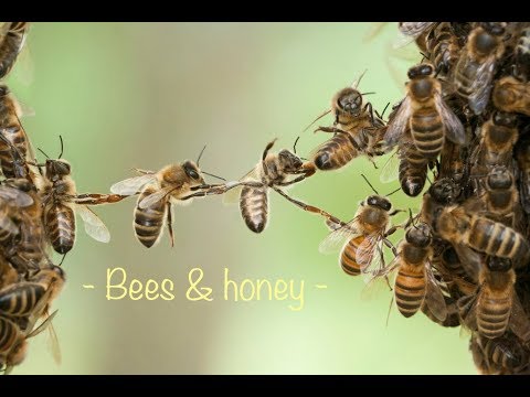 , title : '03 - How to raise bees & harvest honey (Cách nuôi ong lấy mật ở Mỹ)'