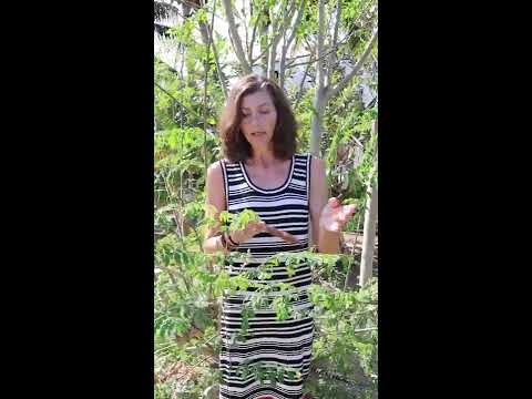 Birgit Corall von cobicos über Moringasamen