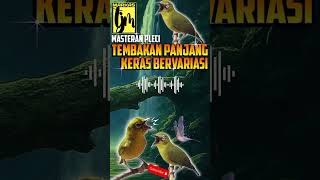 Download lagu Masteran Pleci Tembakan Panjang Variasi Terbaru mp3