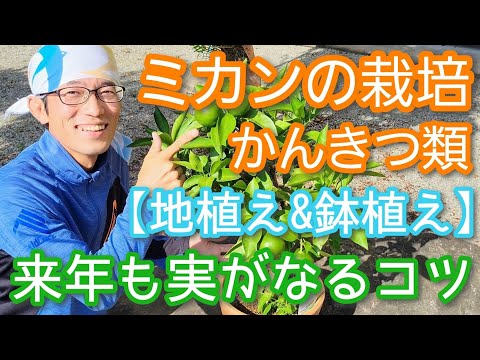 寒さに強い柑橘類をご存知ですか?知っておきたい丈夫な木ベスト3! 庭園