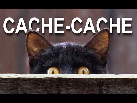Cache-cache - parole de chat