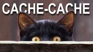 CACHE-CACHE - PAROLE DE CHAT