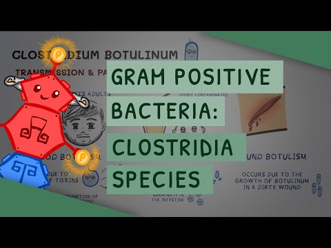 Gram Positive Bacteria: Clostridia species
