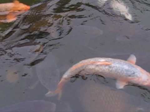 Andrew Toovey - Fragments after Artaud with video from Japan