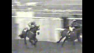 1996 - Cheltenham - Champion Bumper - Wither or Which