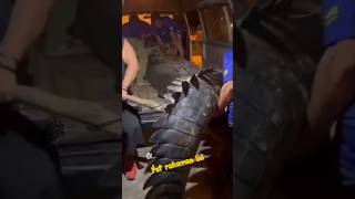 Download lagu 🐊 'Buaya RAKSASA 5 Meter Ditangkap Setelah Makan Pemuda 21 Tahun?! #buayaraksasa #viralshorts mp3