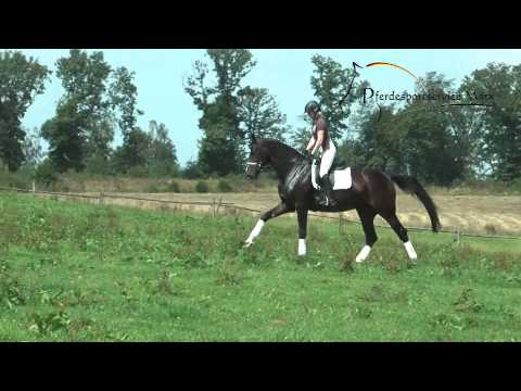 Domenika *2010 www.pferdesportservice.de - Gelände