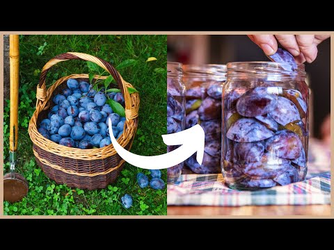 Zimtpflaumen: So lagere ich Pflaumen jahrelang!