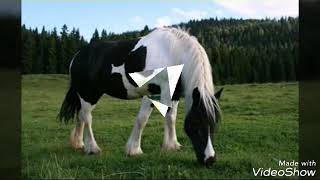Chai am - Dance Crazy 1986 hinrg horses.