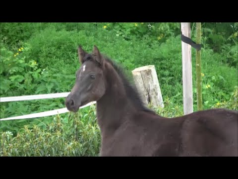 *2021 Stute von Baloutaire PS - Carvallo SOLD!!!