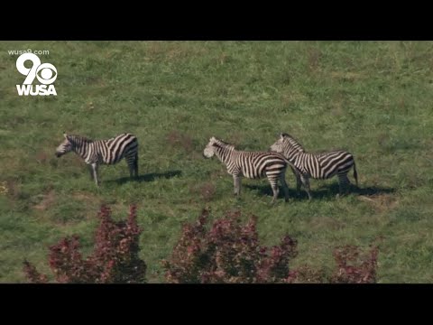 Can you have a Zebra as a pet in the DMV?