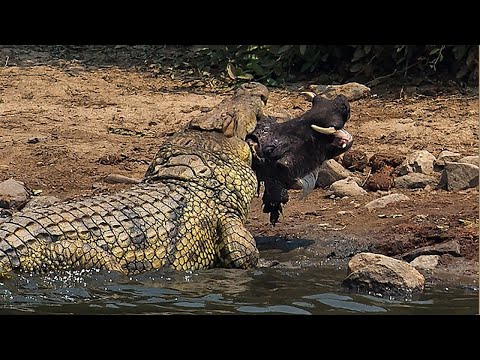 Die verrücktesten Jagd- und Kampfmomente von Krokodilen auf Kamera festgehalten