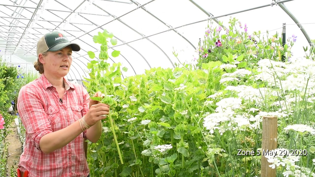 Overwinter Flowers Tunnel : Bells of Ireland