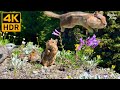 Cat TV for Cats to Watch 😺 Naughty squirrels, beautiful birds, wildflowers 🐦🐿🌺 8 Hours(4K HDR)