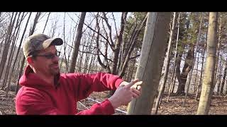 MB Maple, Attica, NY #2