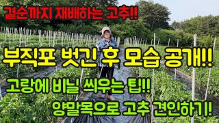 고추 농사 잘 짓는 법!! 부직포 터널 벗긴 후 모습 공개! 고랑에 비닐 씌우는 이유(탄저병 예방), 양말목…