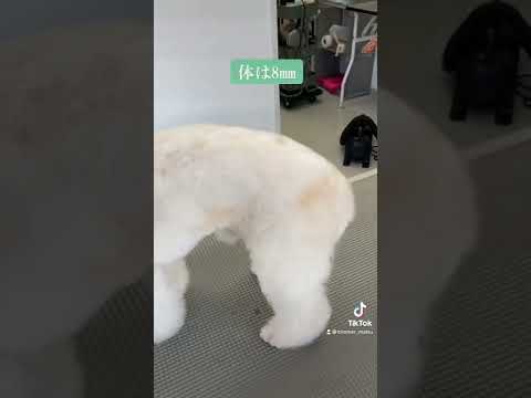 園芸 適切なトリマーの選択