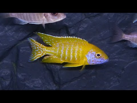Aulonocara baenschi Benga