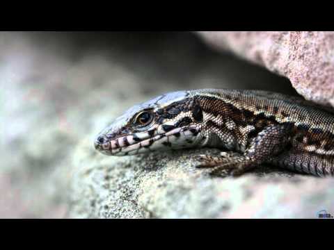 Mike Dehnert - Biface (Original Mix)