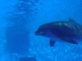Panama The Dolphin Clearwater Marine Aquarium ...