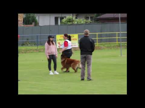 Arton Maltegro MSR ZSK Vranov nad Toplou 2021 obedience