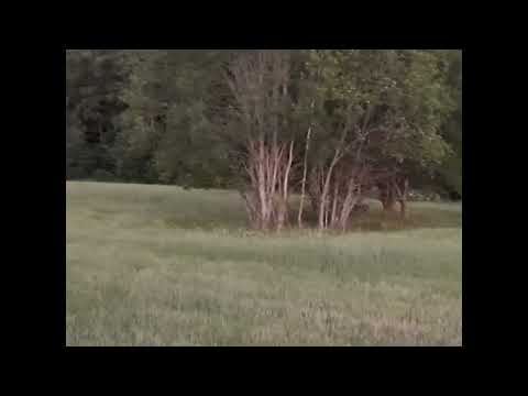 Nofilmē kā lūsis "spēlējas" ar kazlēnu. Kā jau kaķis ar peli/Lynx Hunting Roe Deer