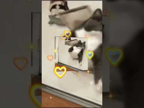Epic fat cat can’t fit tru door with cool music | credits to @Henry Nauta