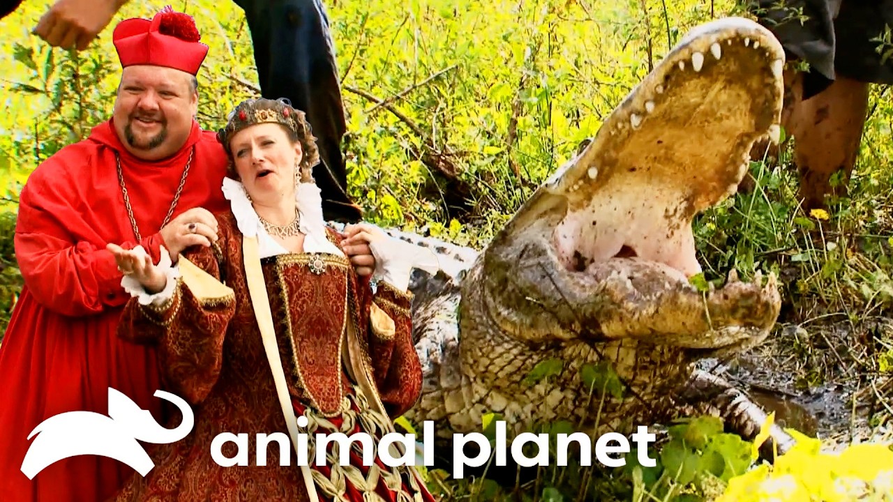 Gator at the Renaissance Fair?! | Gator Boys | Animal Planet