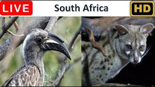 🔴LIVE - Africa Wildlife | Magnificent Birds, Bushbabies, Genets & Bats