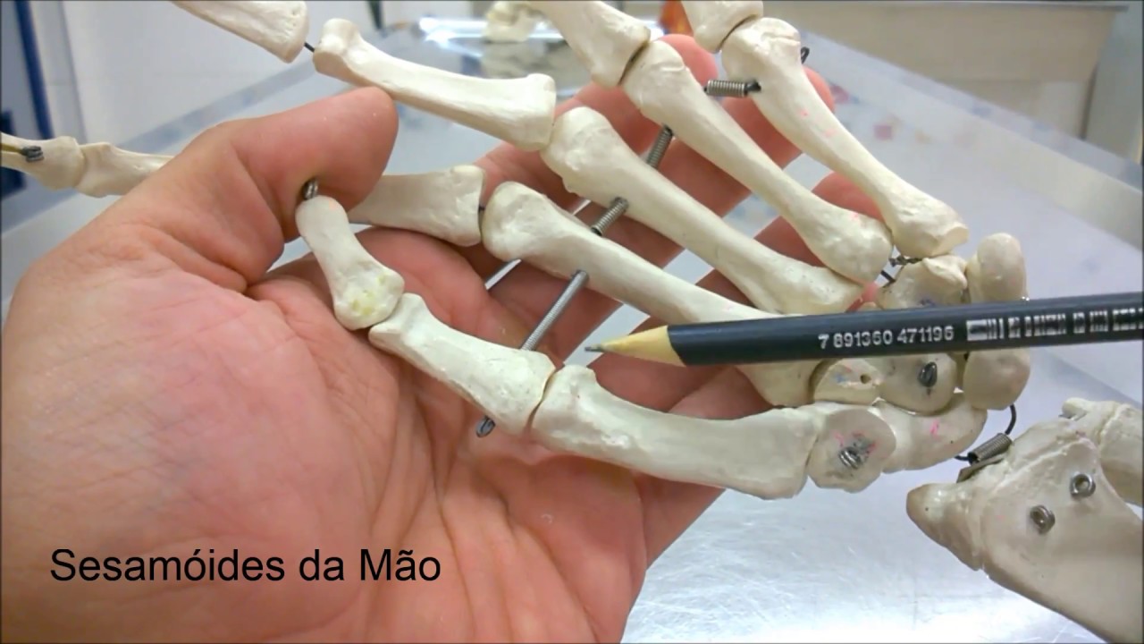 Anatomia - Ossos da Mão