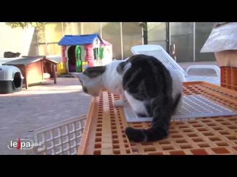Chaton A Donner Montpellier Sosanimaux