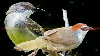 Download lagu suara pikat kaso kaso liar ampuh buat masteran burung jinak mp3 Download lagu suara pikat kaso kaso liar ampuh buat masteran burung jinak mp3