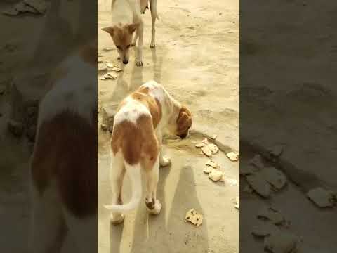 #adorable  dog🐶🐕 #animal lover# satinder sartaaj