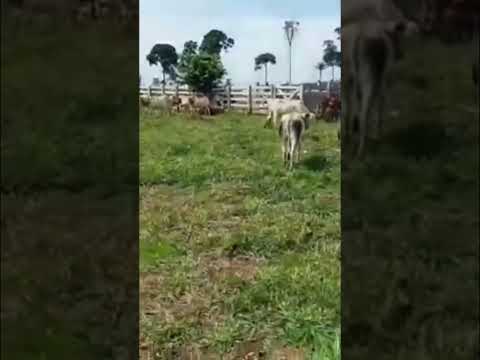 Fazenda no estado do Pará Município Ruropolis 327 hectares car gel valor 3.2.milhões zap.91982165639