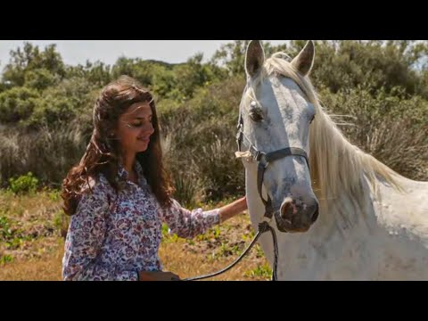 La Camargue : Terre de liberté