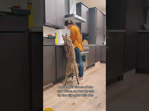 Big Serval cat in the kitchen tiktok chloetheserval #Shorts