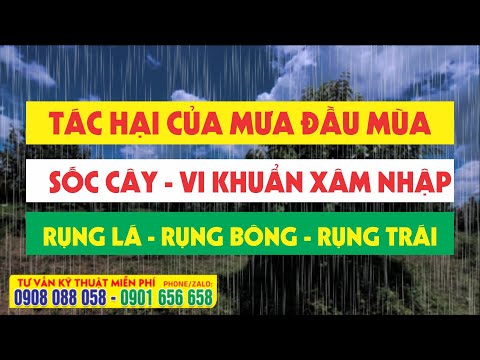 Tác hại của mưa đầu mùa đối với cây ăn trái - CÓ THỂ RỤNG TRÁI, RỤNG LÁ
